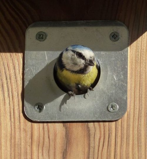 hallo